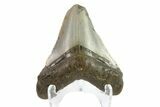 Bargain, Megalodon Tooth - North Carolina #152961-2